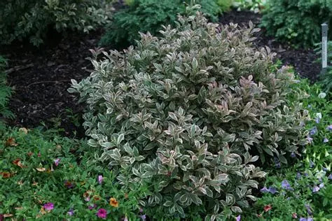 'My Monet' Purple Effect Weigela
