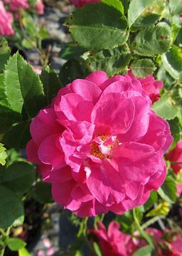 John Cabot Rose