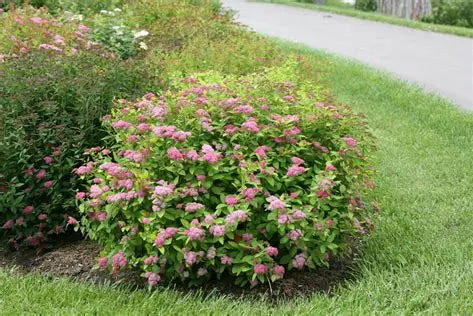 Double Play Big Bang Spirea