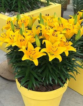 Tiny Bee Lily