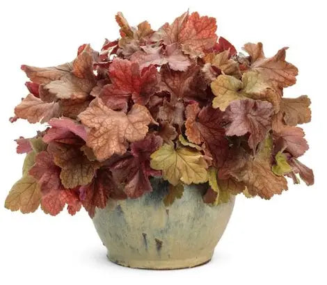 Dolce Toffee Tart Coral Bells (PW)