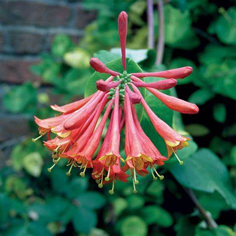 Dropmore Scarlet Honeysuckle