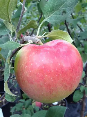Prairie Magic Apple