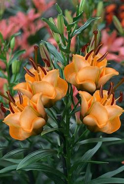 Apricot Fudge Lily