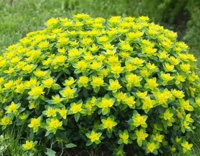 Cushion Spurge