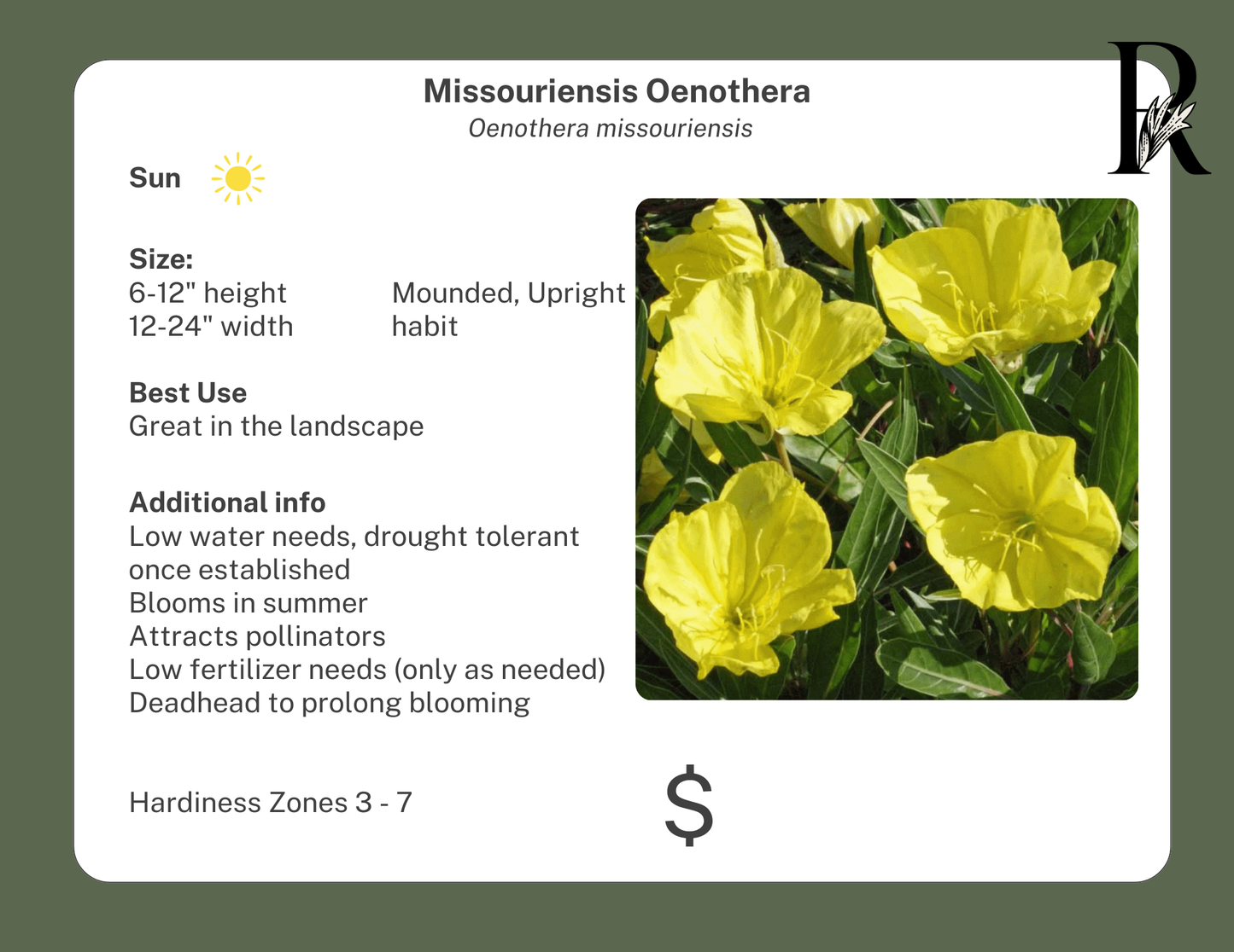 Evening Primrose