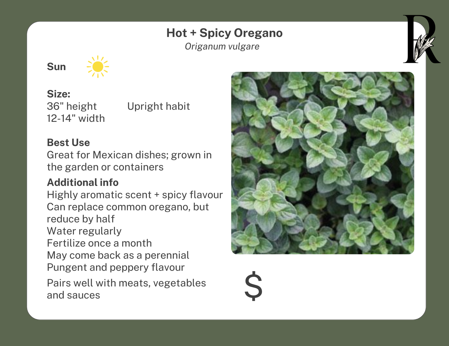 Hot + Spicy Oregano