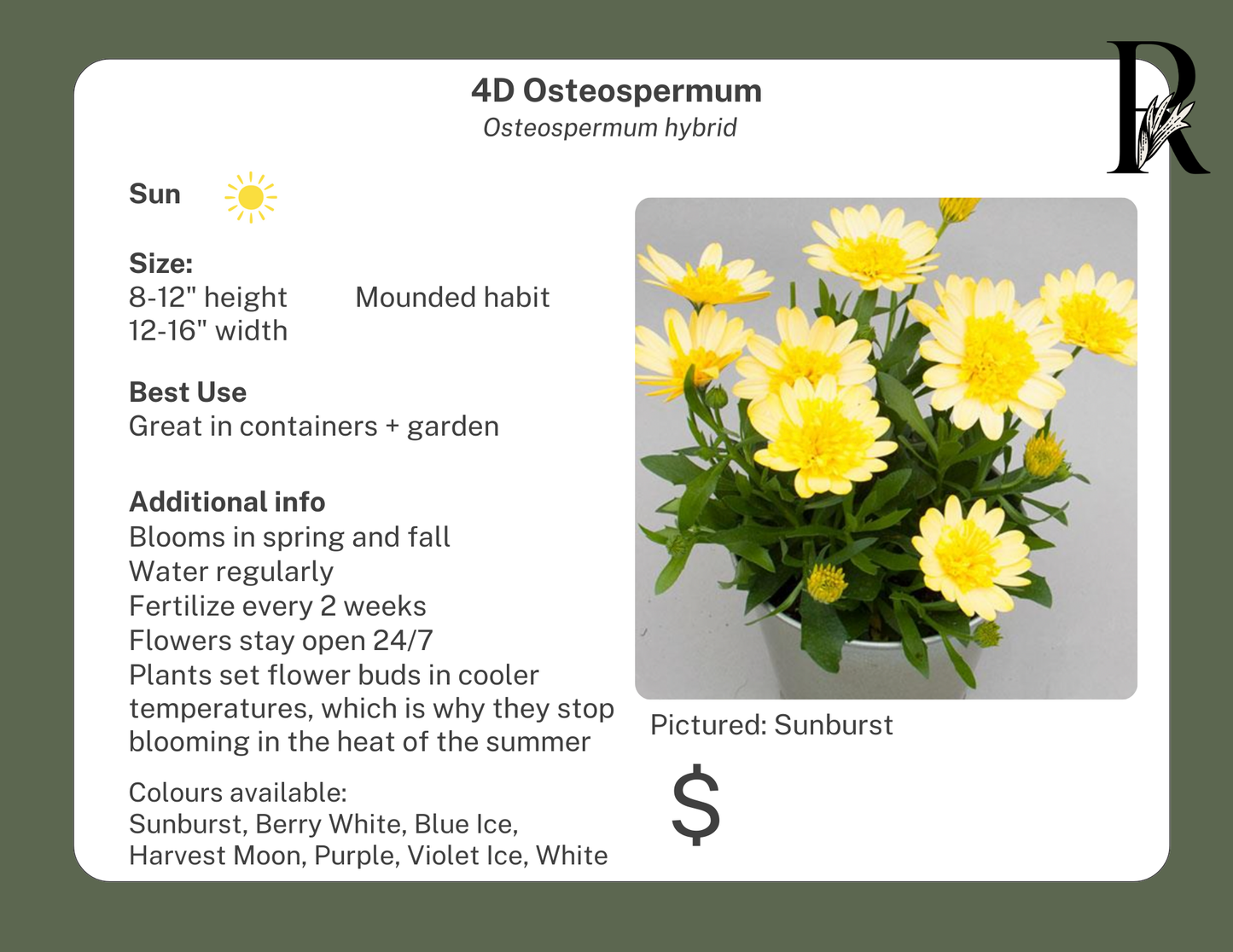4D Osteospermum White