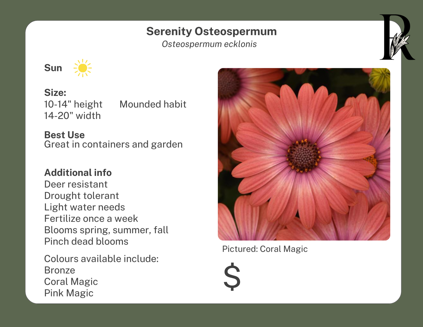 Serenity Osteospermum Coral Magic