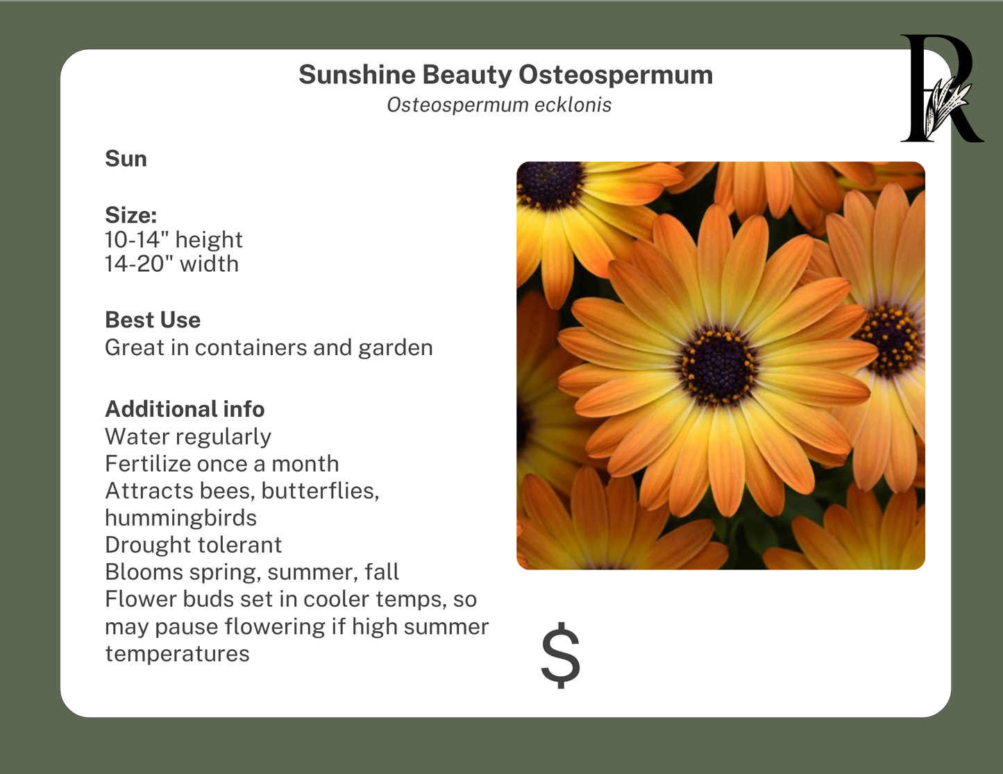 Sunshine Beauty Osteospermum
