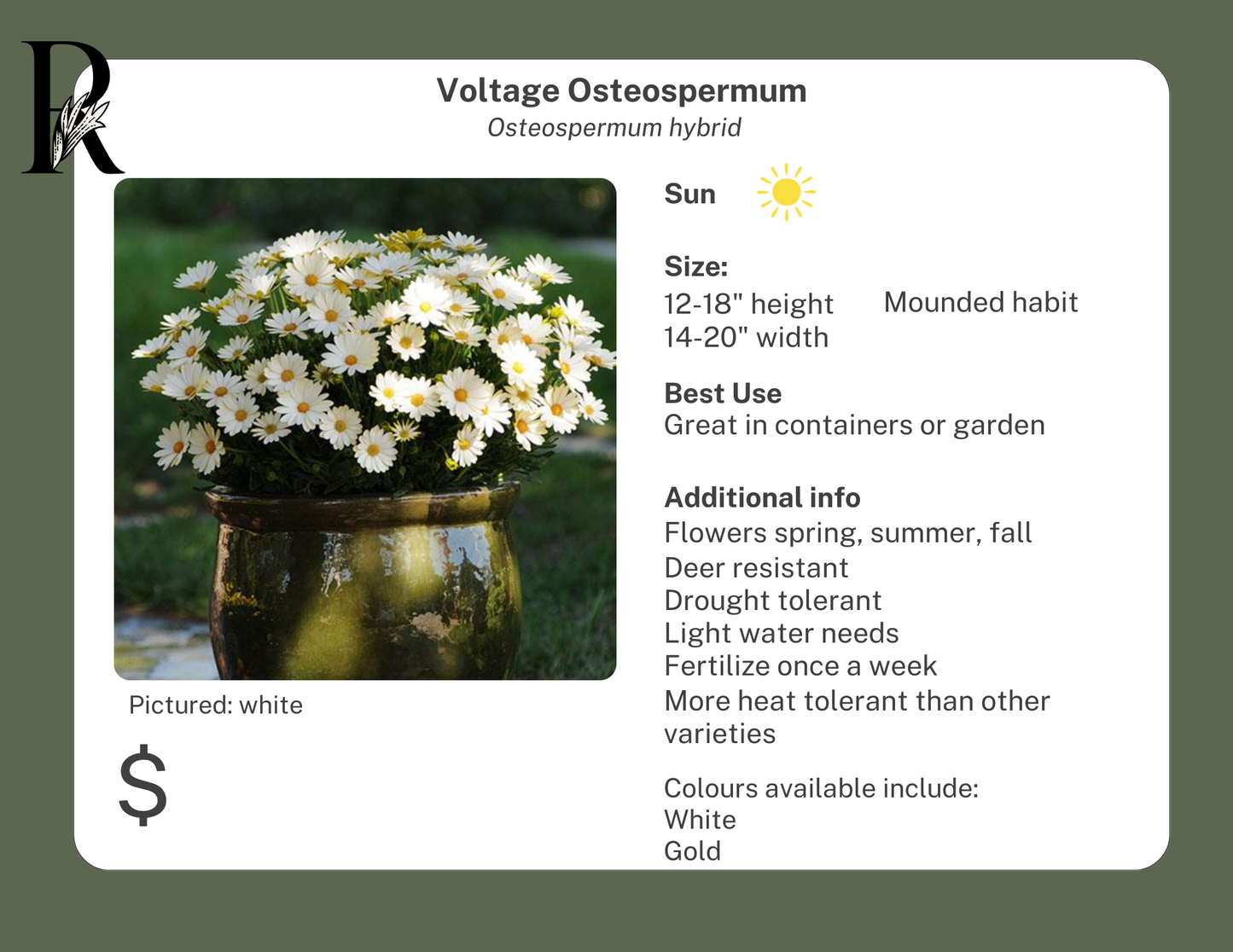 Voltage Osteospermum White