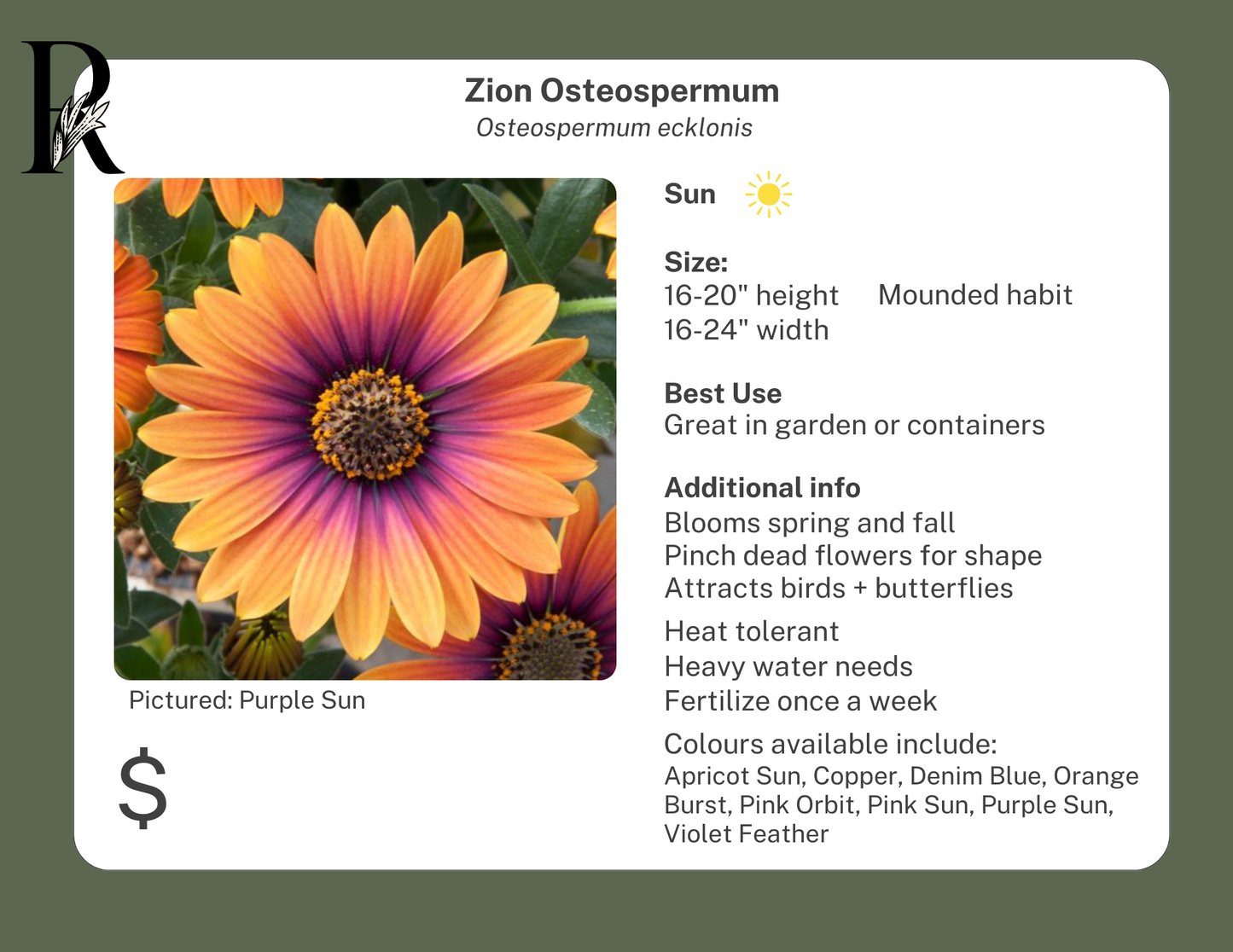 Zion Osteospermum Pink Sun