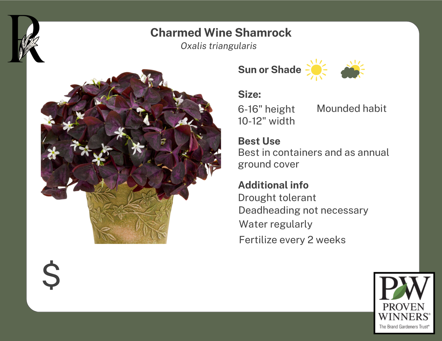 Charmed Wine Shamrock (Proven Winners)