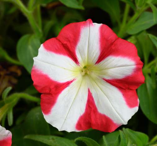 Amore King of Hearts Petunia