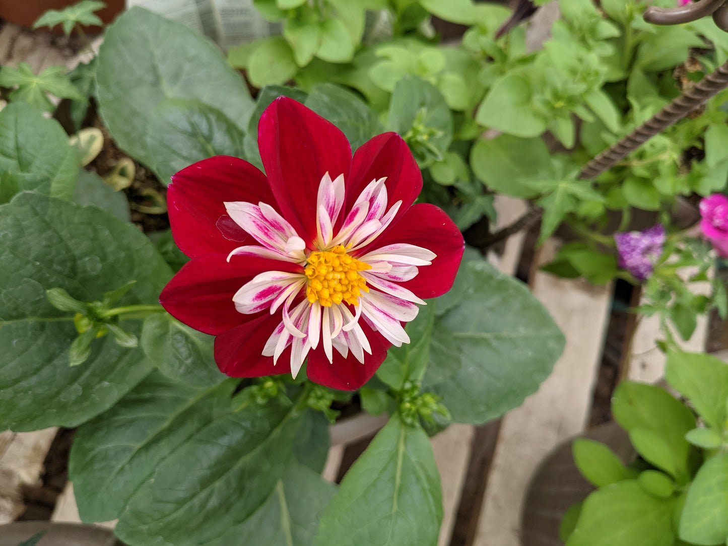 Starsister Red + White Dahlia