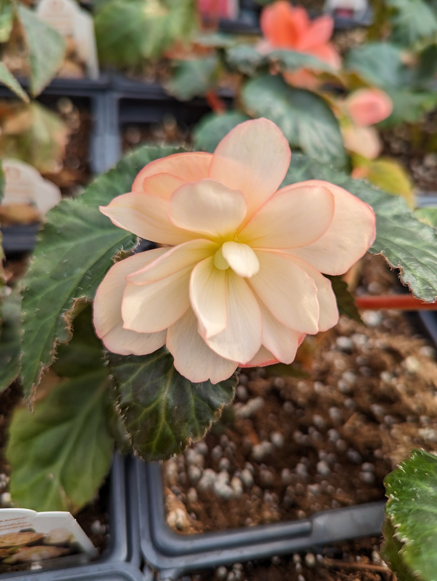 I'Conia Miss Montreal Begonia