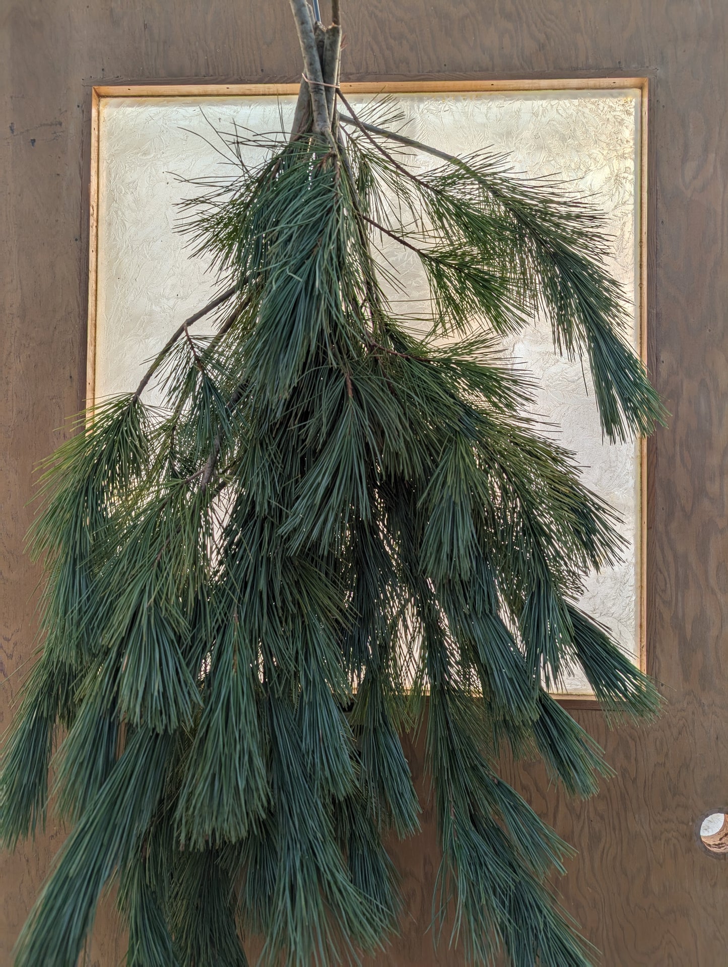 Holiday Greens - White Pine