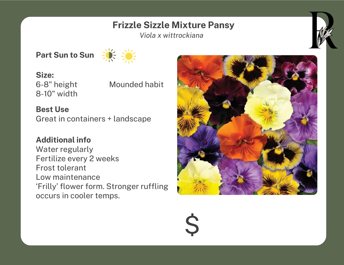 Frizzle Sizzle Mixture Pansy