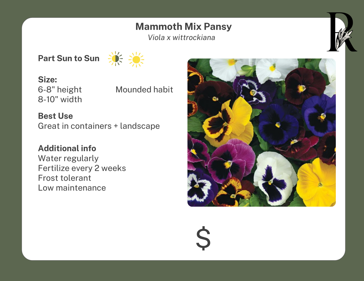 Mammoth Mix Pansy