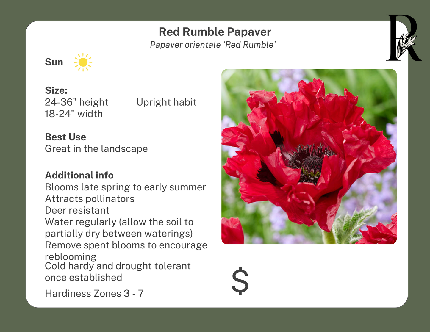 'Red Rumble' Poppy