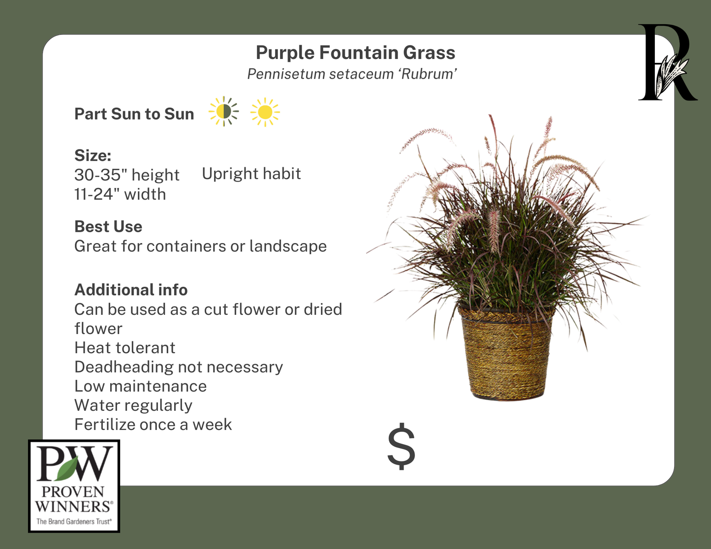 Purple Fountain Grass