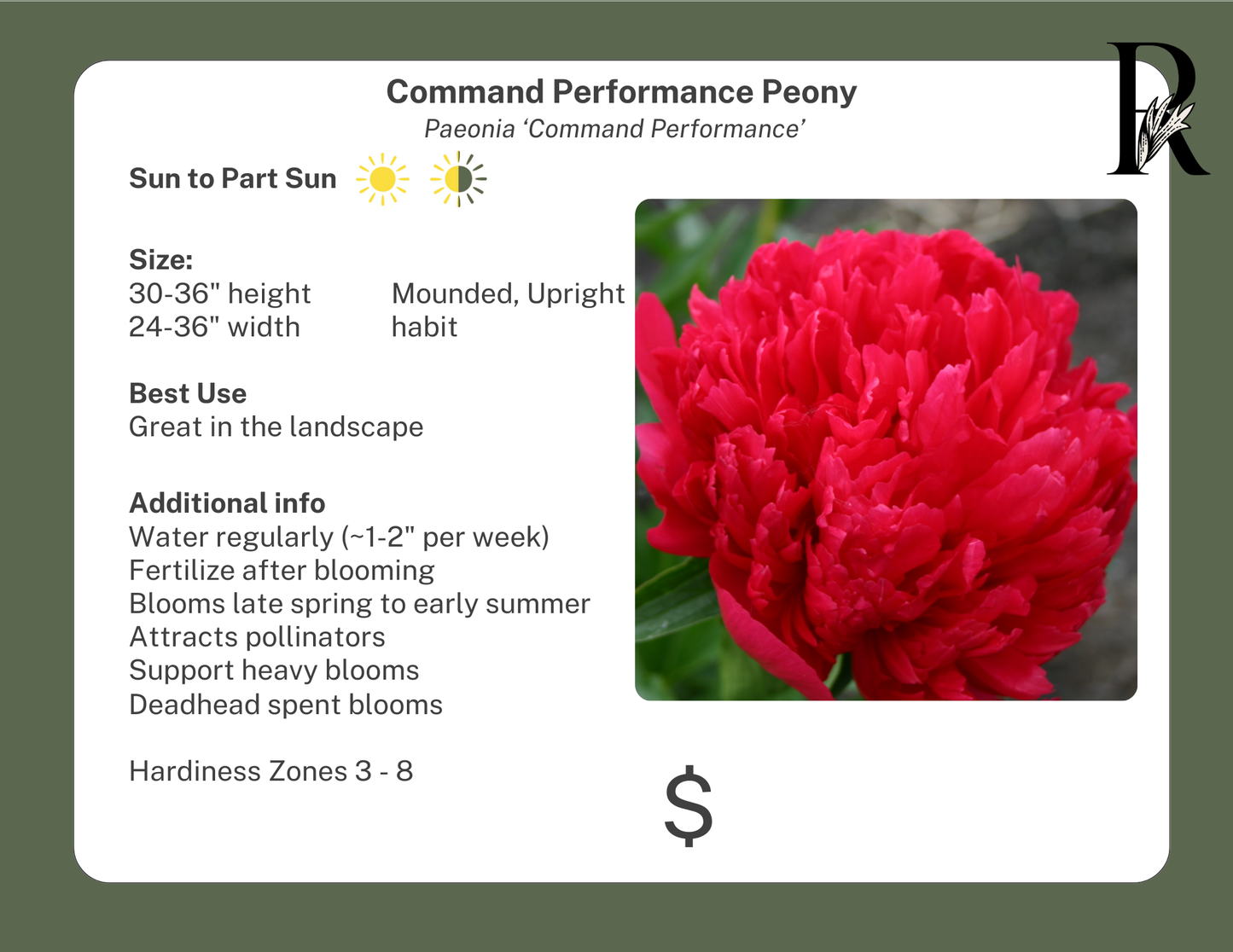'Command Performance' Peony