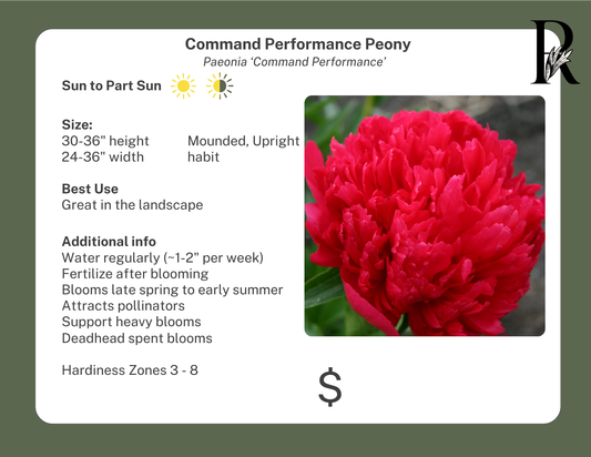 'Command Performance' Peony