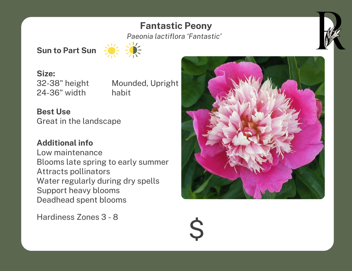 'Fantastic' Peony