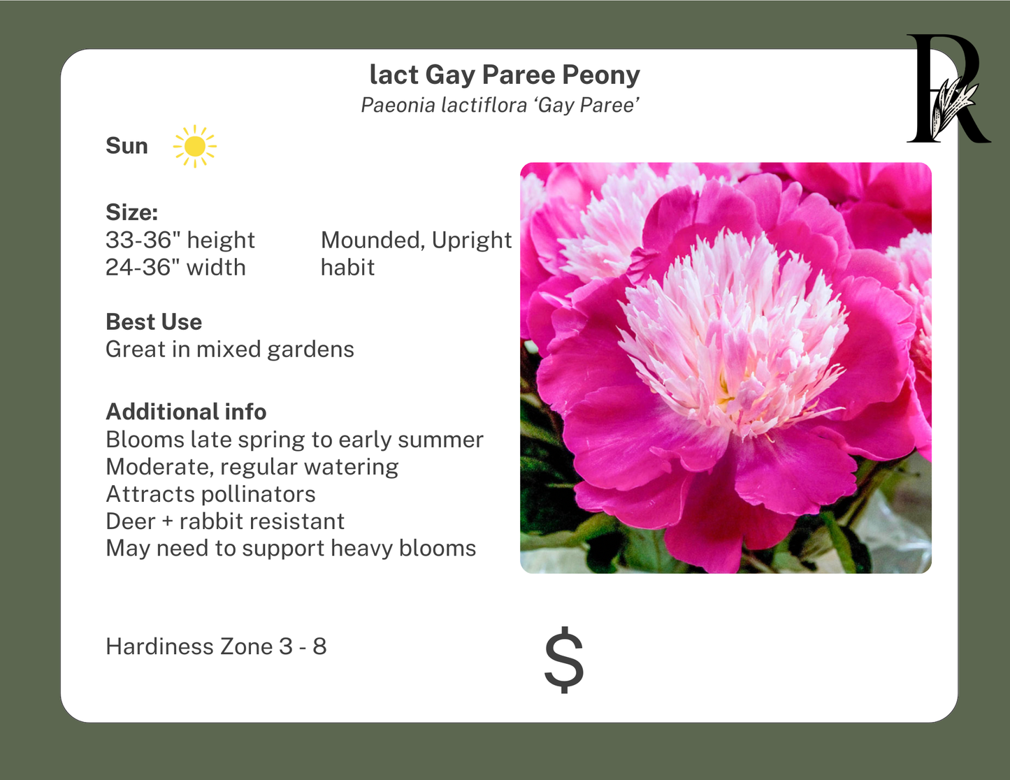 Gay Paree Peony