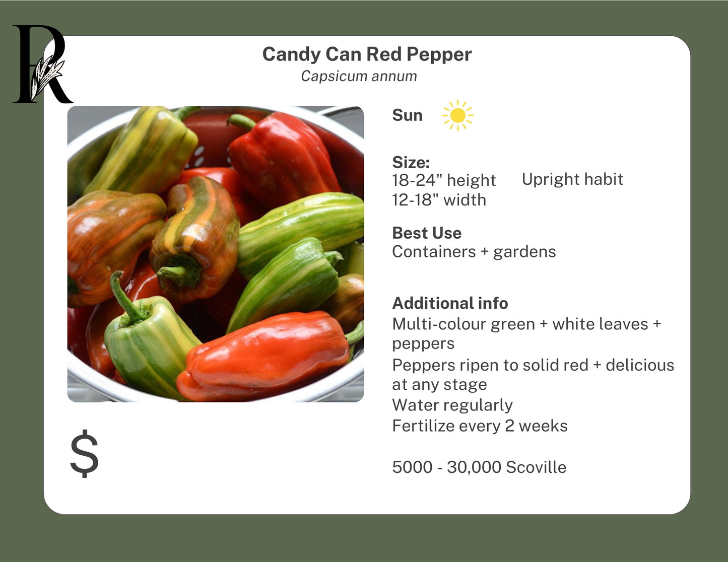 Candy Cane Red Pepper