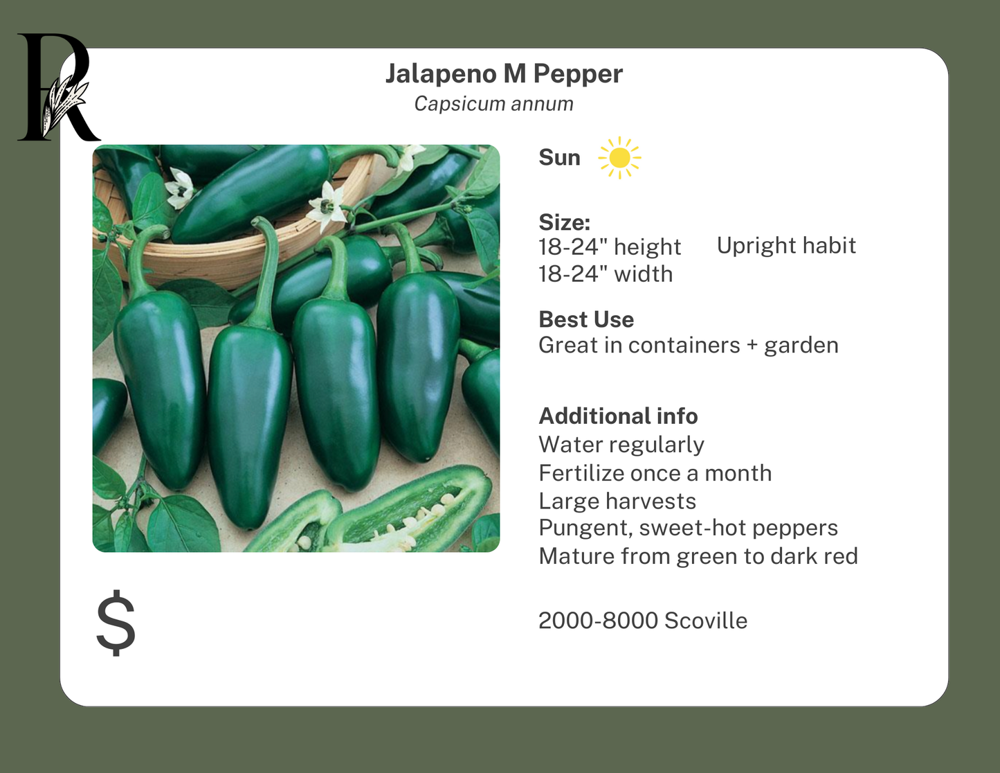 Jalapeno M Pepper