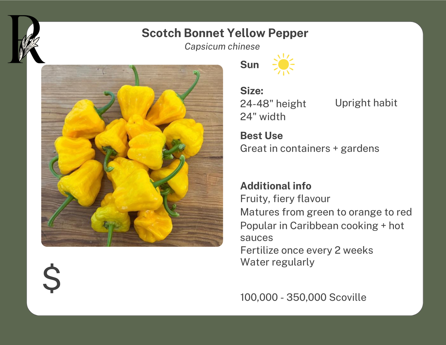 Scotch Bonnet Yellow Pepper