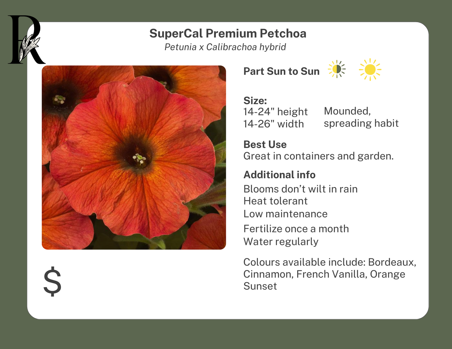 SuperCal Premium Petchoa Bordeaux