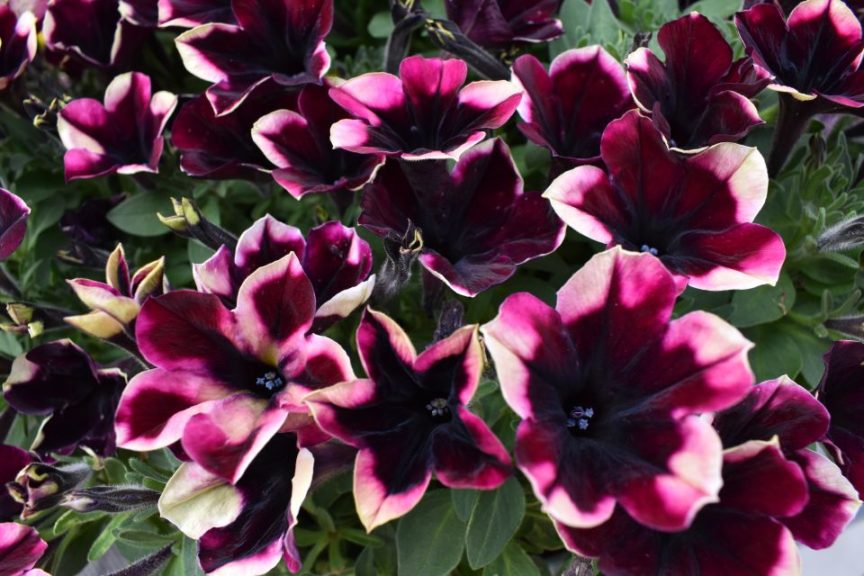 Crazytunia Blackberry Jam