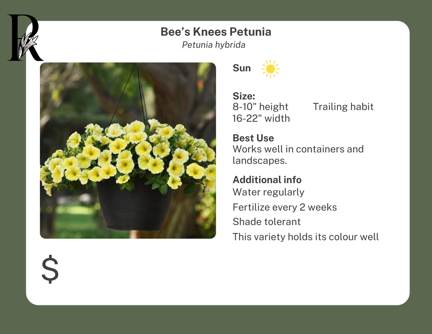 Bee's Knees Petunia