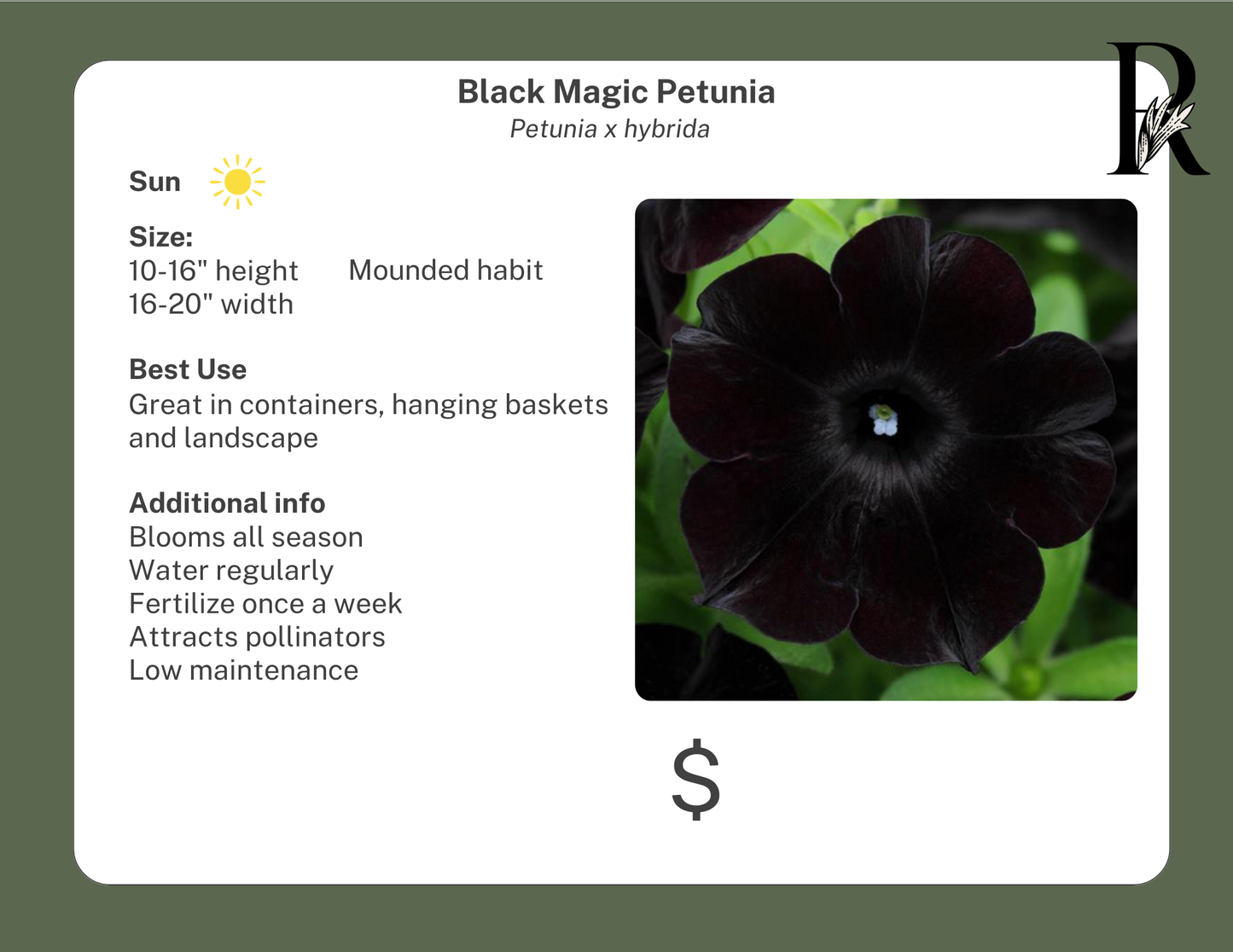 Black Magic Petunia