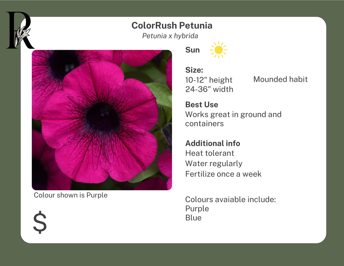 ColorRush Petunia Purple