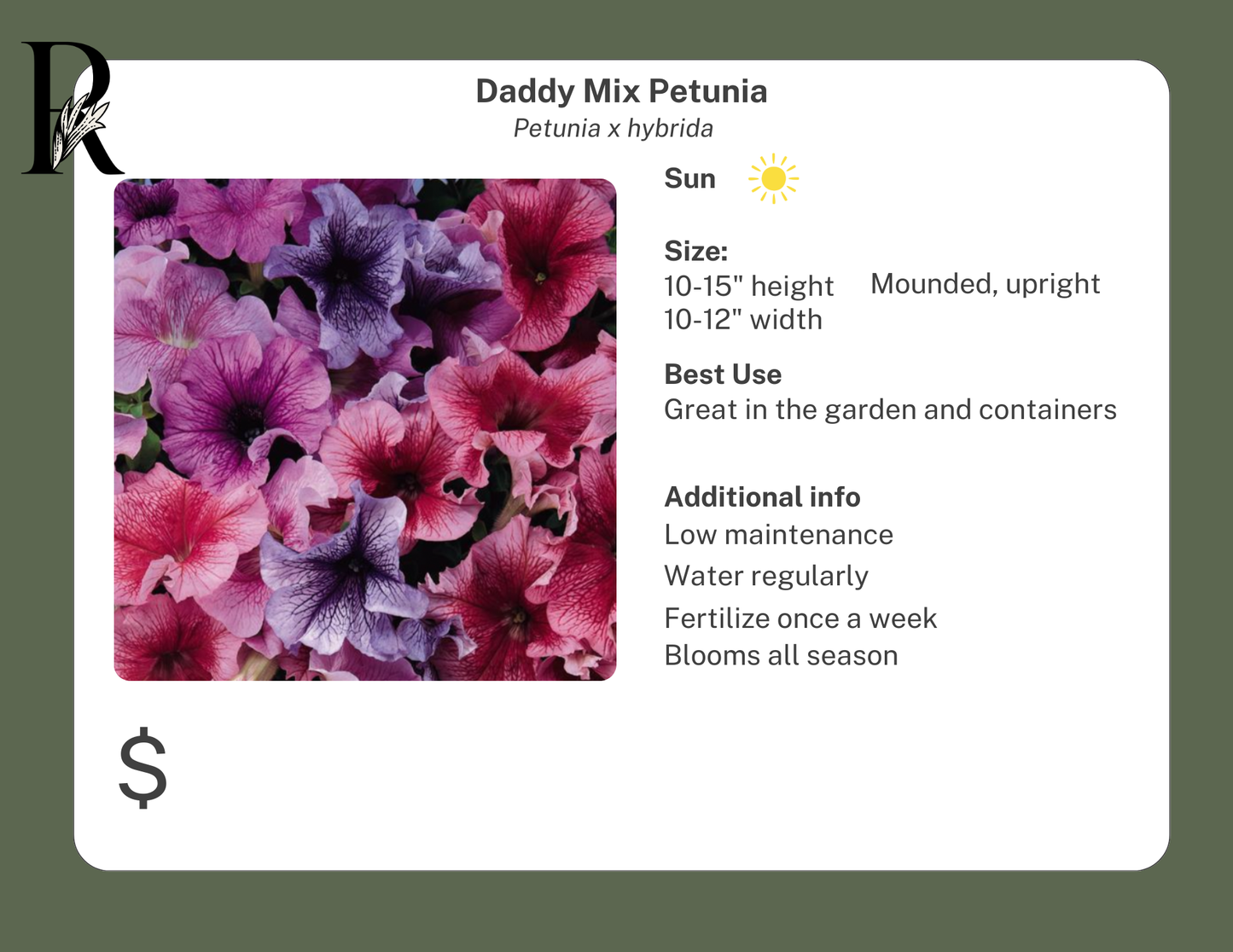 Daddy Mix Petunia