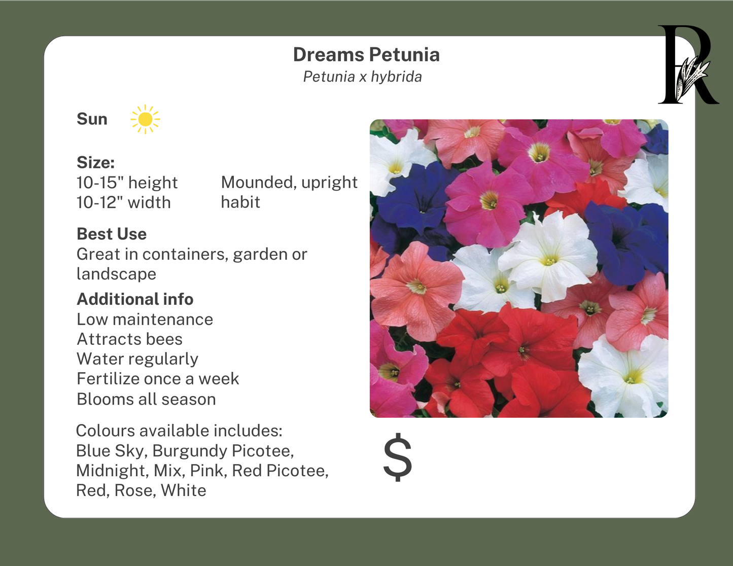 Dreams Petunia Midnight