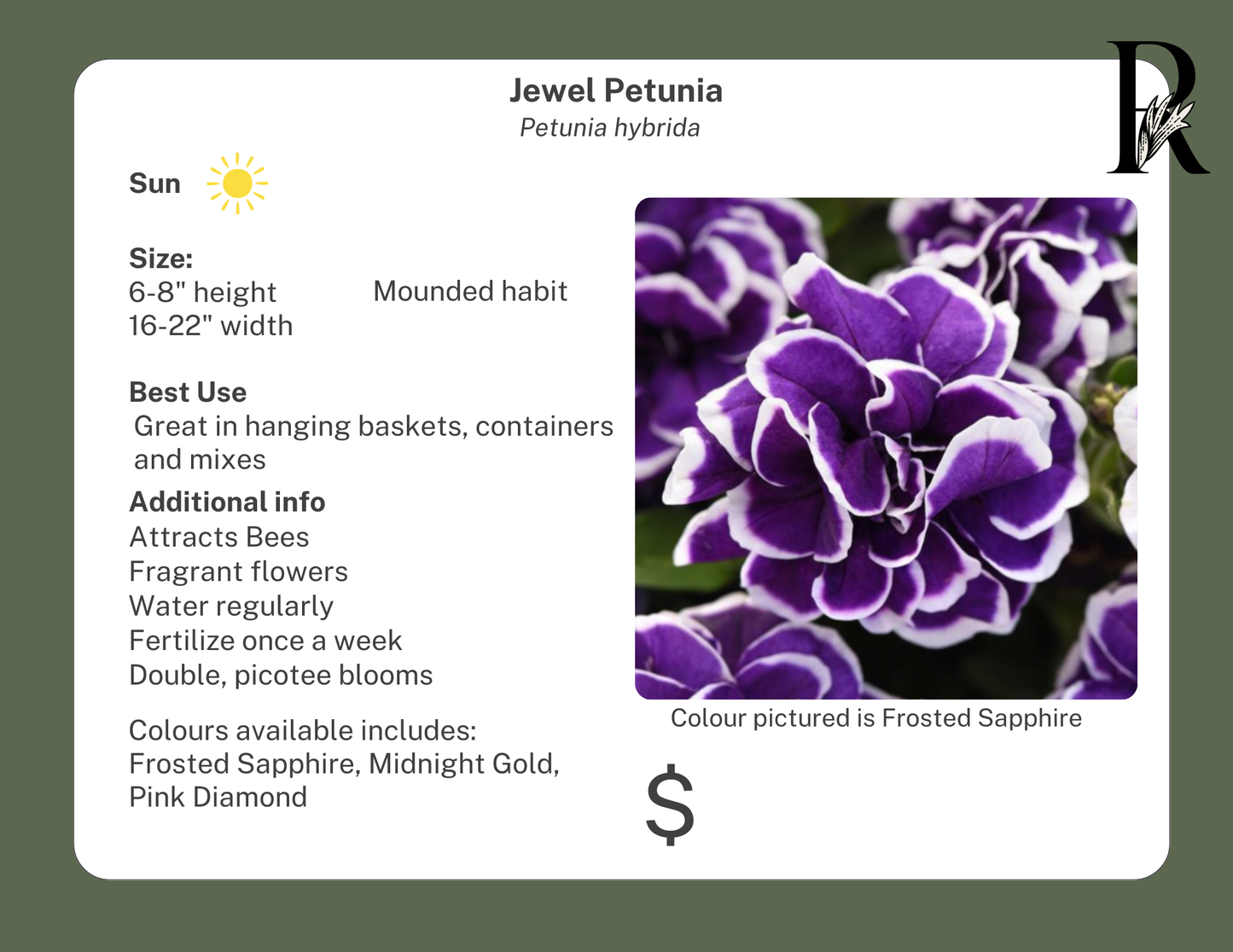Jewel Petunia Pink Diamond