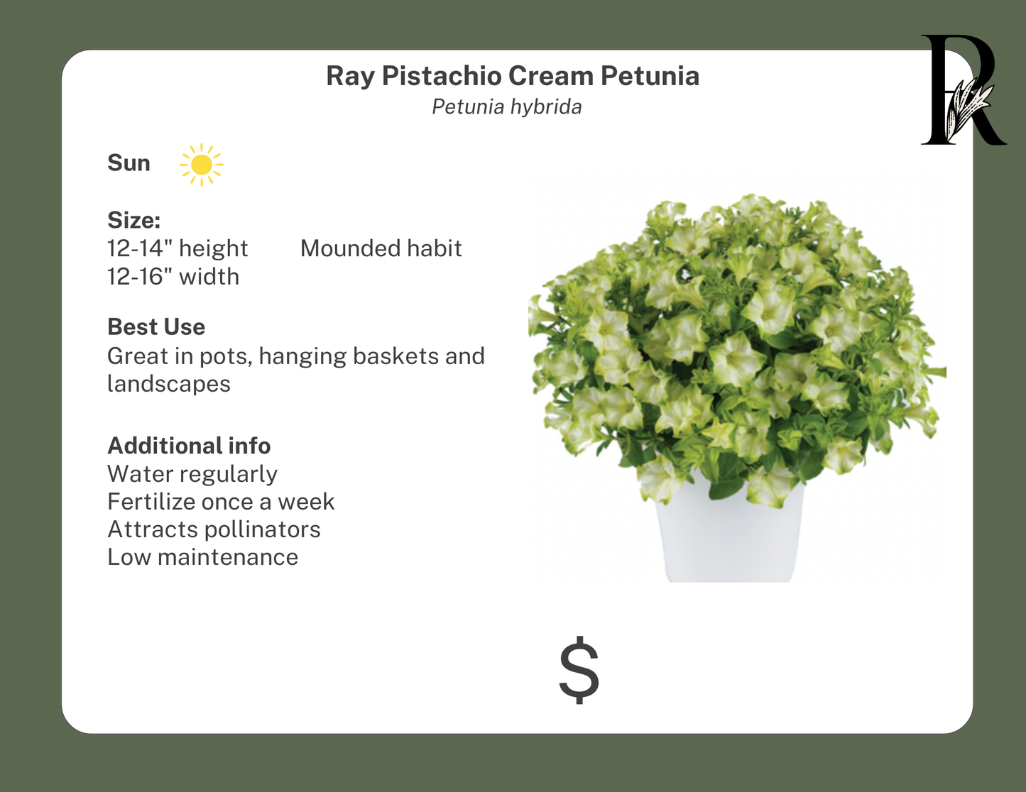 Ray Pistachio Cream Petunia