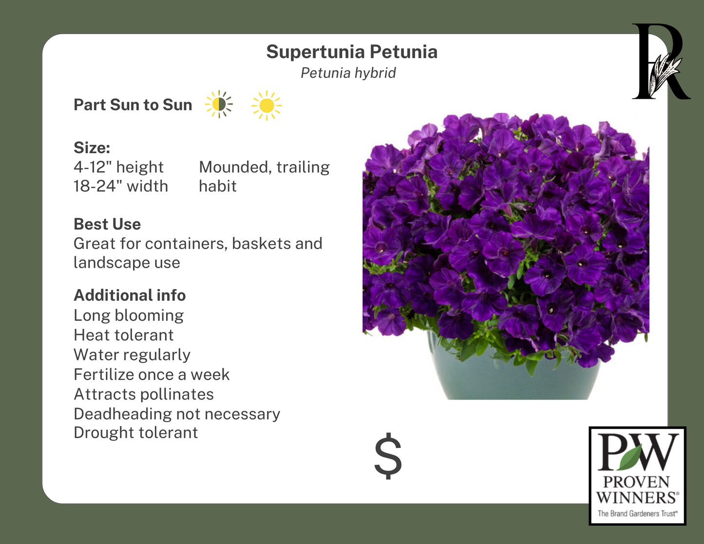 Supertunia Petunia Picasso in Purple (Proven Winners)