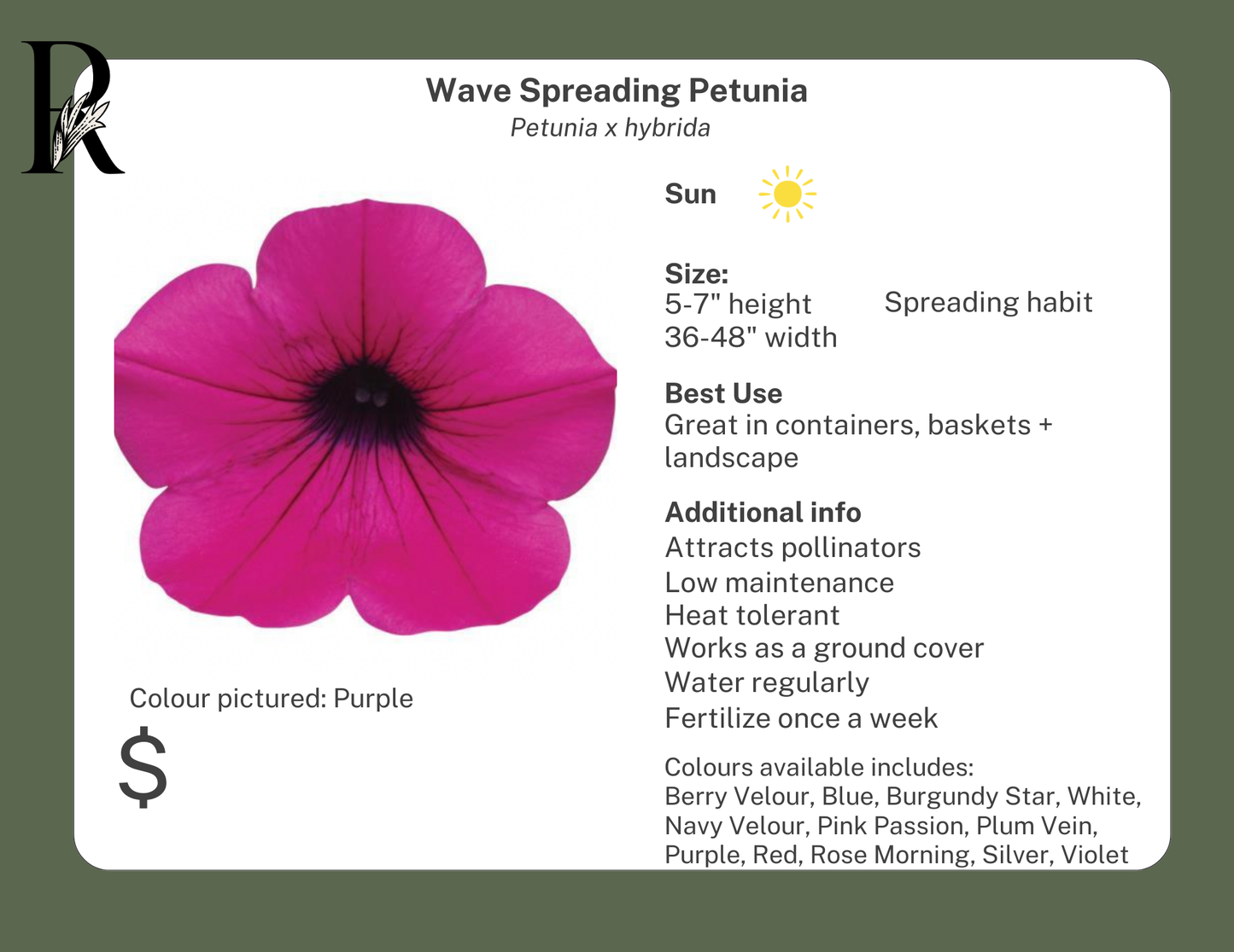 Wave Spreading Petunia Purple
