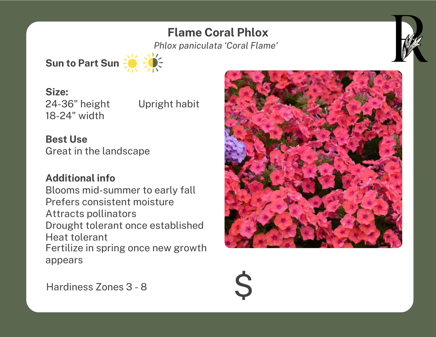 'Flame Coral' Phlox