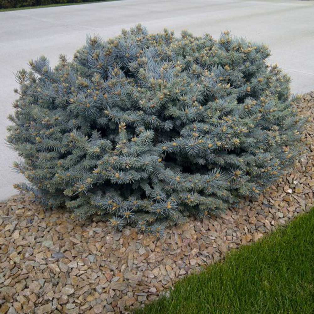 Globe Blue Spruce
