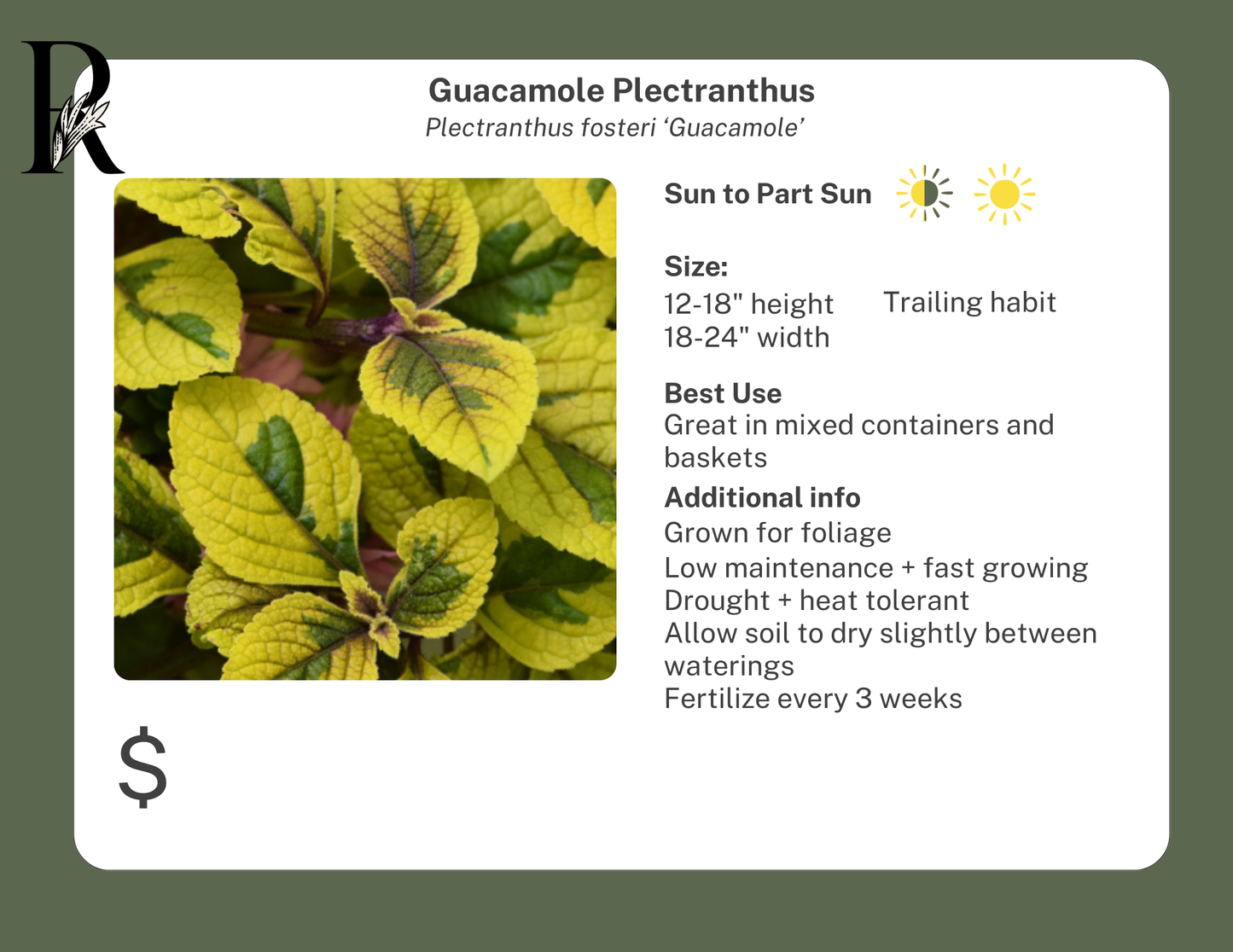 Guacamole Plectranthus (Swedish Ivy)