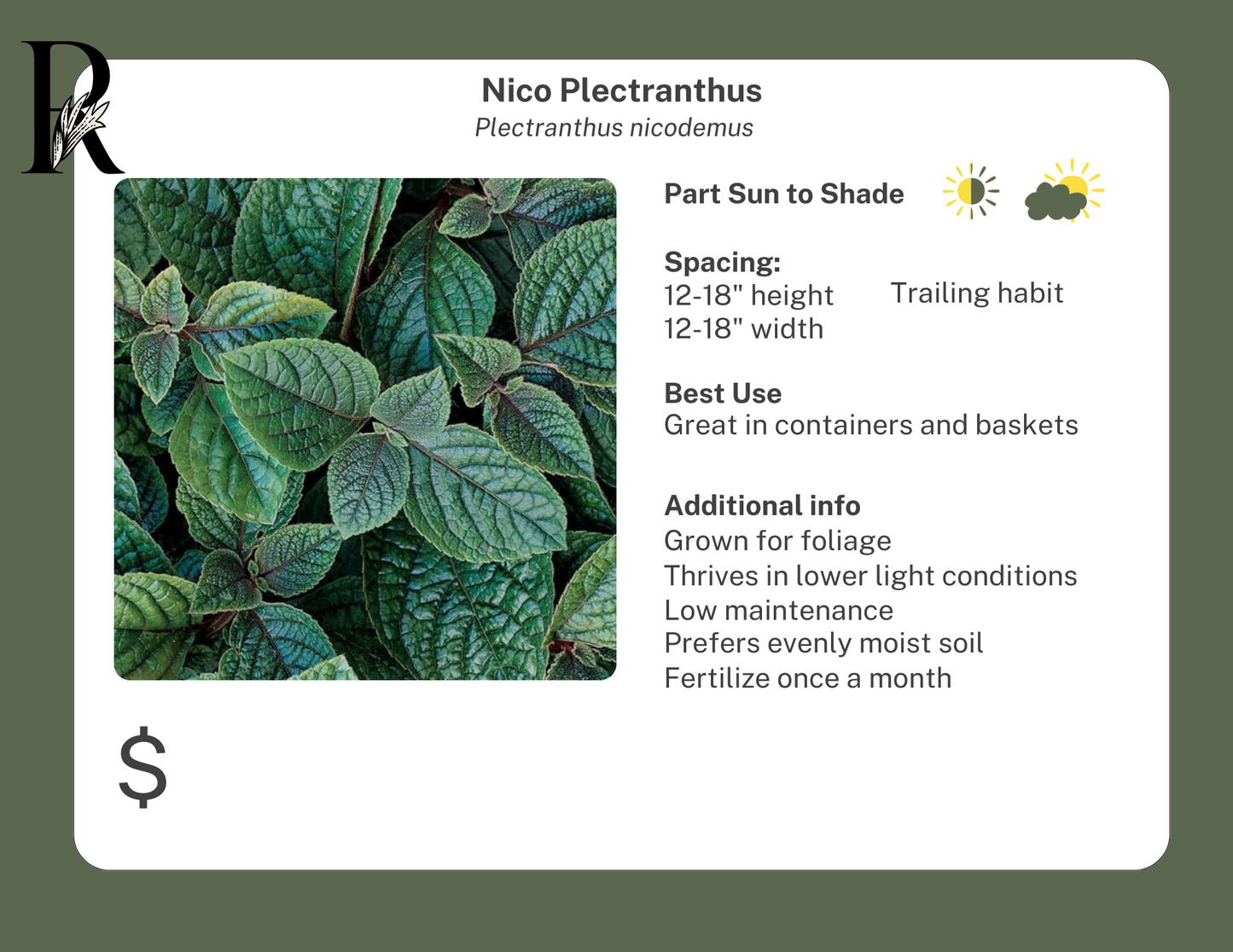 Nico Plectranthus (Swedish Ivy)