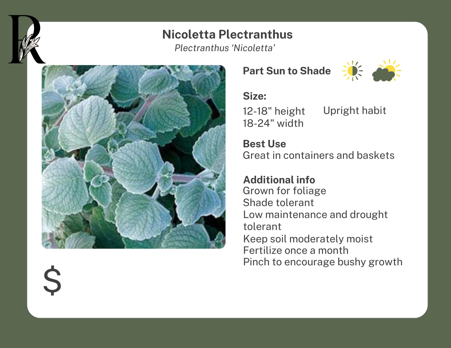 Nicolleta Plectranthus (Swedish Ivy)