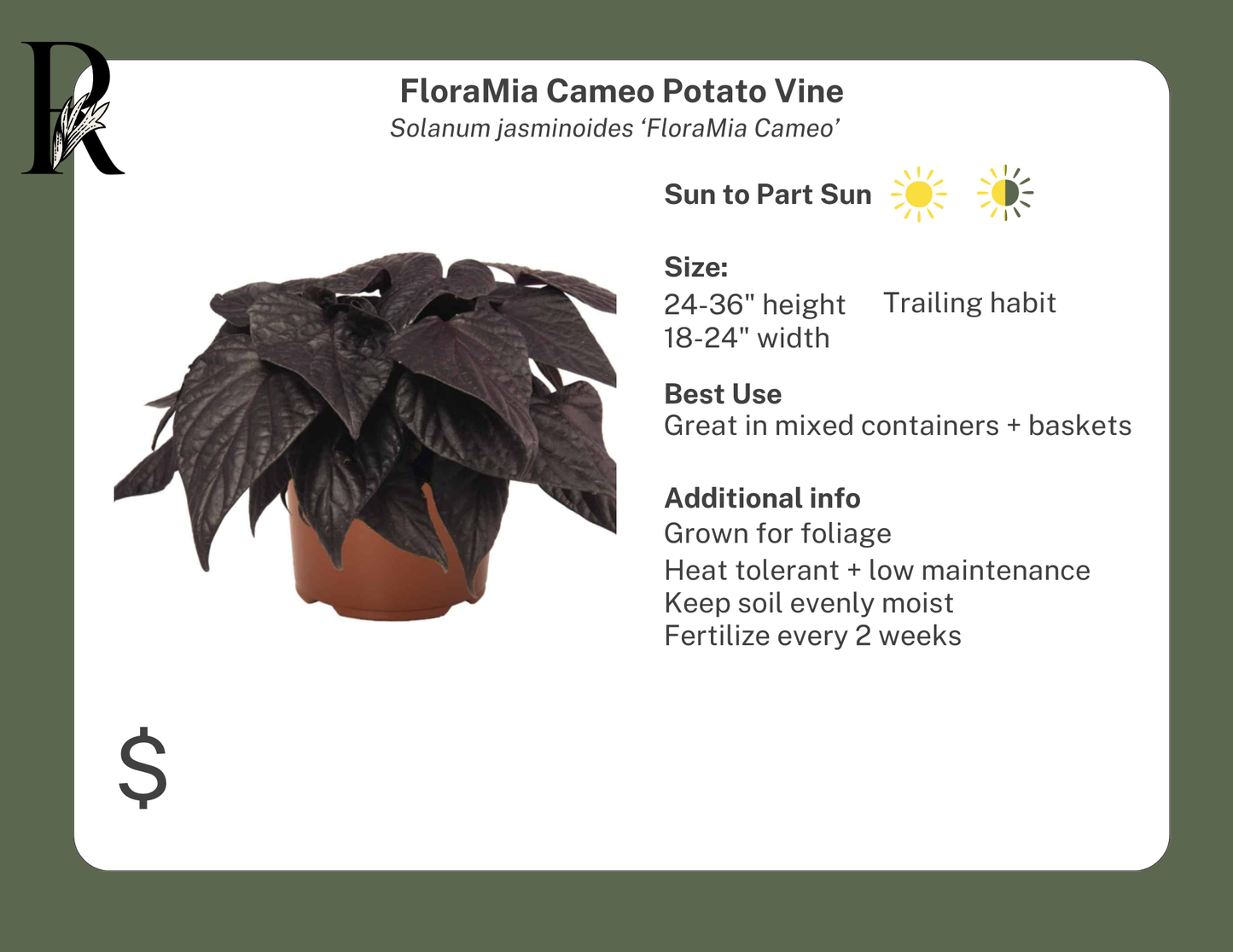 FloraMia Cameo Potato Vine