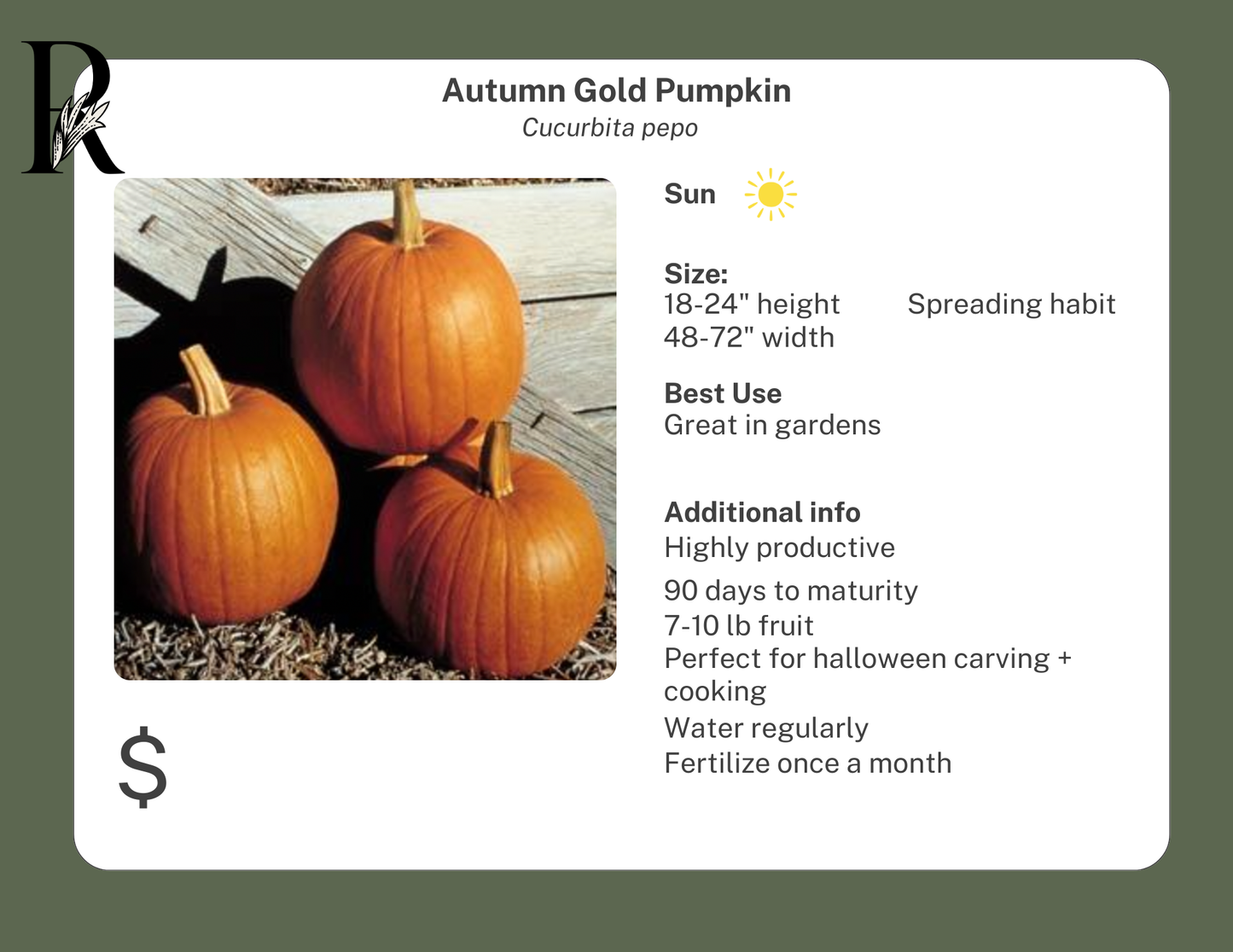 Autumn Gold Pumpkin